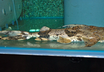 SILURE BAGARIUS