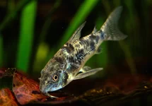 CORYDORAS (HOPLISOMA) PALEATUM M