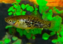 XIPHOPHORUS MILLERI S/M