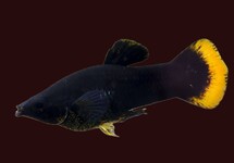 BLACK MOLLY ORANJE STAART