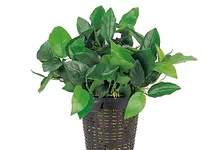 Plantes XL en pot 9cm