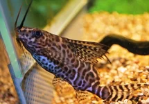 SYNODONTIS EUPTERUS M