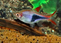TRIGONOSTIGMA HETEROMORPHA M