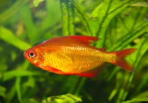 RED MZUEL TETRA