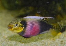 PELVICACHROMIS SUBOCELLATUS MATADI S/M