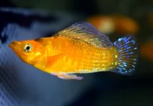 HOOGVINKARPER NEON ORANJE
