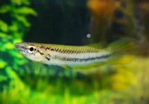 EPIPLATYS BIFASCIATUS M