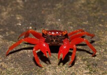 VAMPIERKRAB 