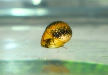 CLITHON SNAIL 