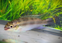 CICHLIDE NAIN PULCHER (MÂLE)
