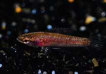 PRACHTGOERAMI PARVULUS