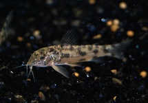 PANTSERMEERVAL BLACK FIN