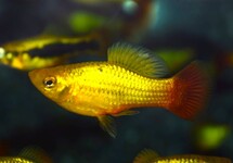 PLATY VARIATUS MIX
