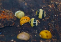 CLITHON COLOR ANTLER SNAIL