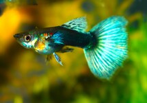 GUPPY DUMBO EAR BLEU BERRY (MÂLE)