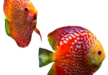 Aquariumvissen