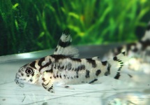 ZEBRA CORYDORAS