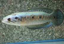 CHANNA PLEUROPHTHALMA XL