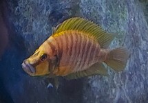 TANGANYIKA CICHLIDE GOUDKOP