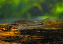 CORYDORAS PYGMEE