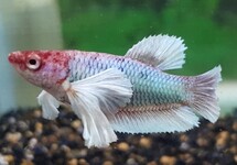 KEMPVIS DUMBO EAR VROUW