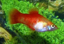 PLATY GOUD