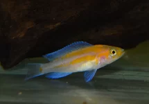TANGANYIKA CICHLIDE FALCICULA