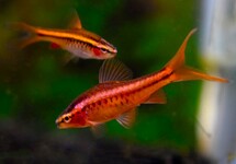 BARBUS CERISE VOILÉ