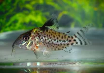 CORYDORAS (HOPLISOMA) LEUCOMELAS M