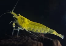 CARIDINA MULTIDENTATA LIME YELLOW S