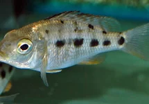 MALAWI CICHLIDE ROSTRATUS