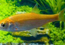 GOLDEN ORFE