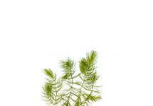 Ceratophylum demersum in pot (p5)