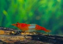 ORANGE RILI SHRIMP