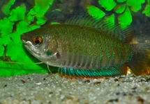 TRICHOGASTER FASCIATA XL
