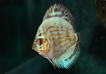 DISCUS BRILLIANT TURQUOISE
