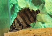 SILBER TIGERBARSCHE
