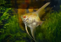 SKALAR PERU ALBINO