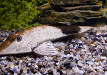 CHAMÄLEON FLUNDERHARNISCHWELS