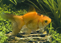 SCHLEIER ROT/SCHWARZ