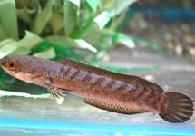 DWARF SNAKEHEAD ARISTONEI