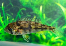 GYMNOGENYS ERDFRESSER