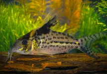 PANTSERMEERVAL ROBUSTUS