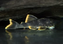 L076 PECKOLTIA SP. XL