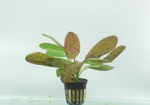 Rotala rotundifolia 'Blood Red' - PE