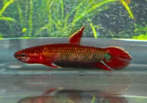 BETTA API API JADE M