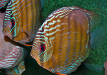 DISCUS UATUMA
