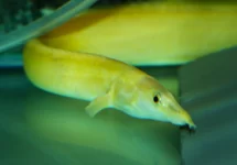 MASTACEMBELUS CF. UNICOLOR XANTHIC L