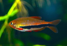 INPAICHTHYS LUIZAE M