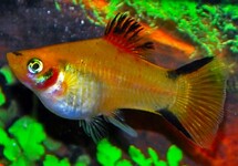 PLATY YELLOW VICTORY